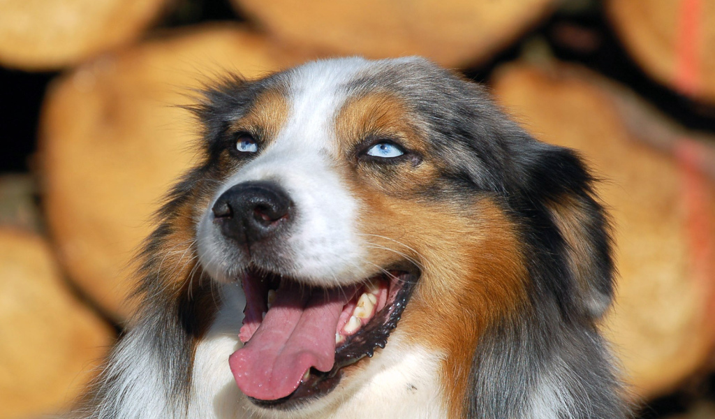 Голубоглазая австралийская овчарка