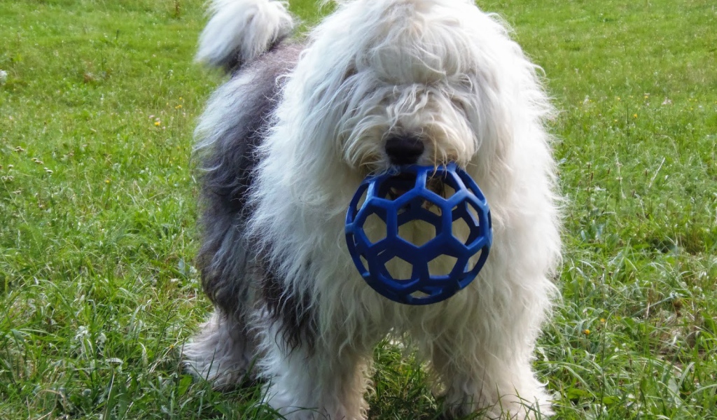 Собака породы бобтейл с игрушкой