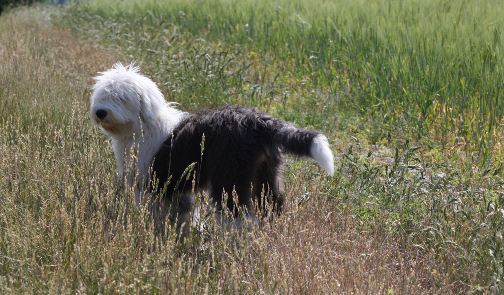 Собака породы бобтейл стоит в поле