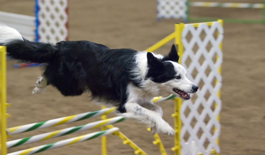 Бордер-колли выполняет команду барьер