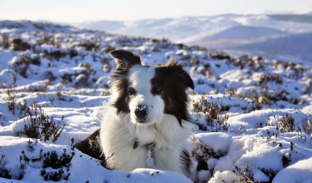 Бордер-колли замёрзла