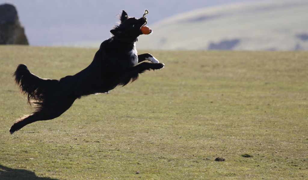 Бордер-колли в прыжке