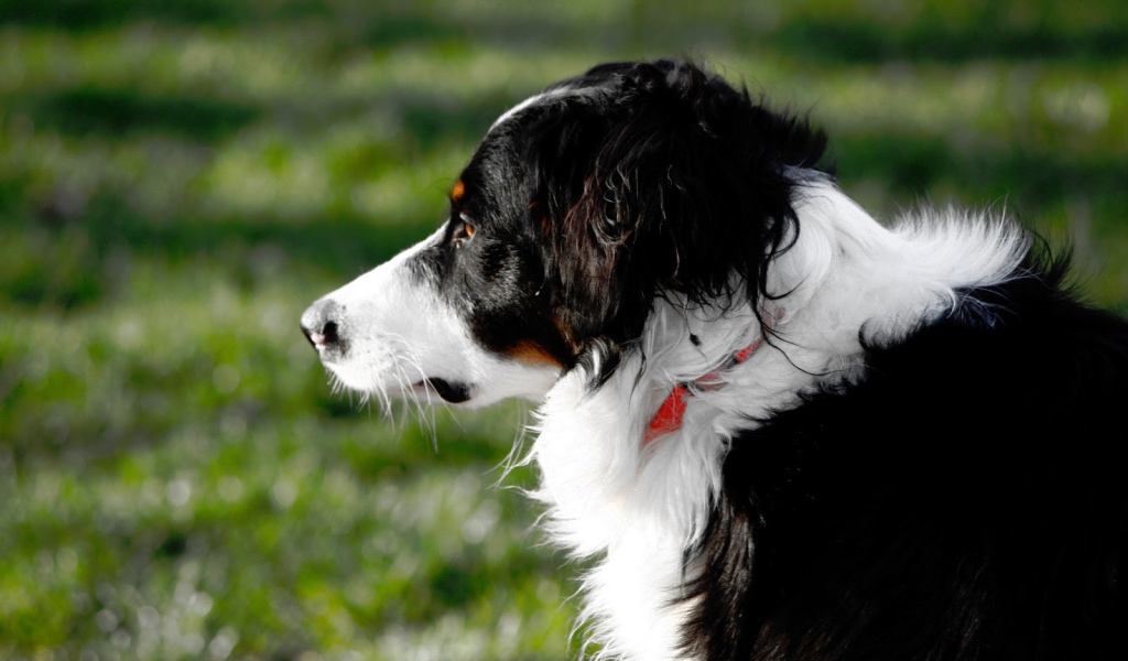 Бордер-колли смотрит вдаль на фоне травы