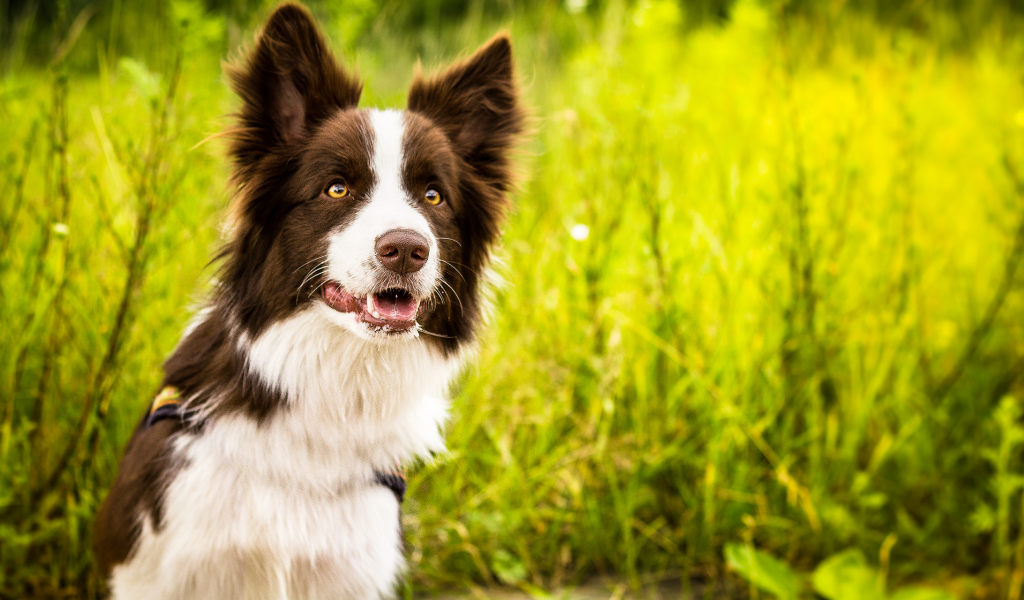 Бордер-колли на фоне зелёной травы
