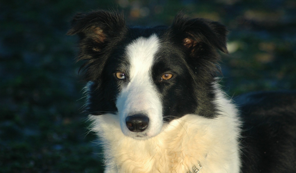 Бордер-колли на тёмном фоне