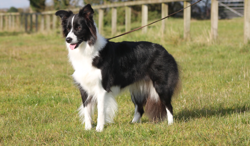 Бордер-колли на поводке