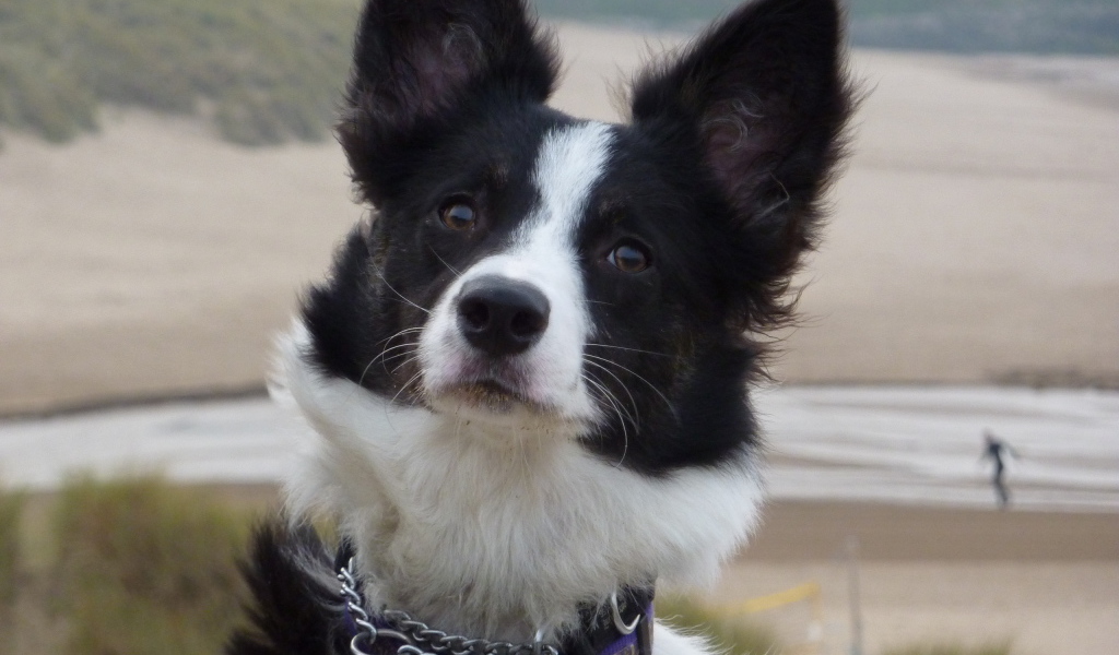 Бордер-колли на фоне пляжа