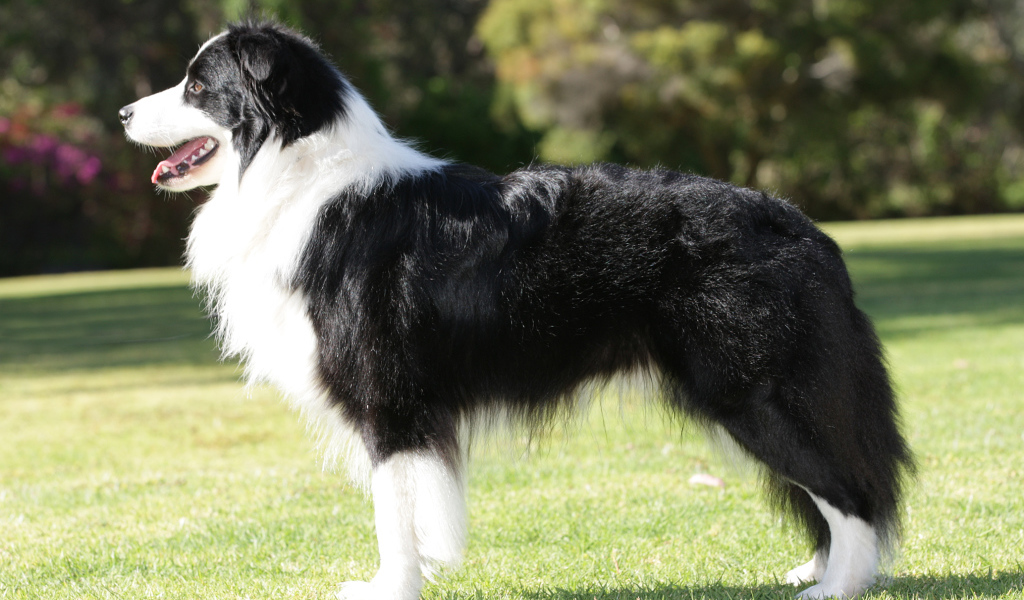 Бордер-колли на лужайке