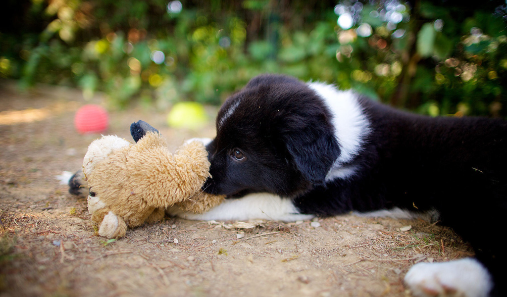 Щенок бордер-колли лежит с игрушкой