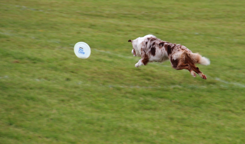 Бордер-колли бежит за фрисби