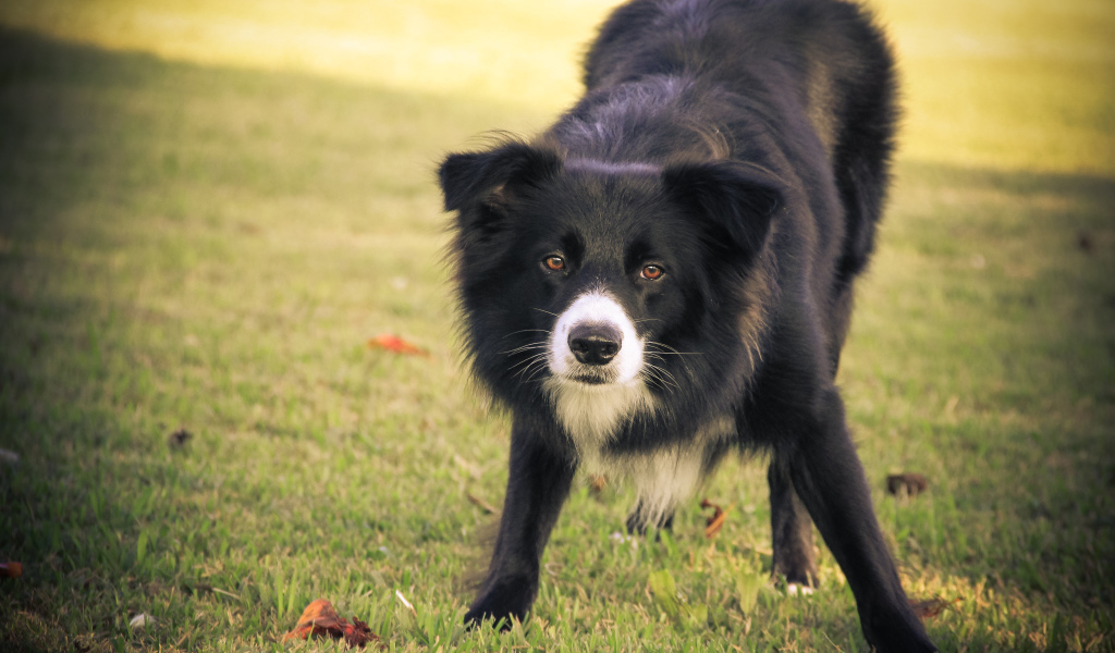 Бордер-колли что-то увидела