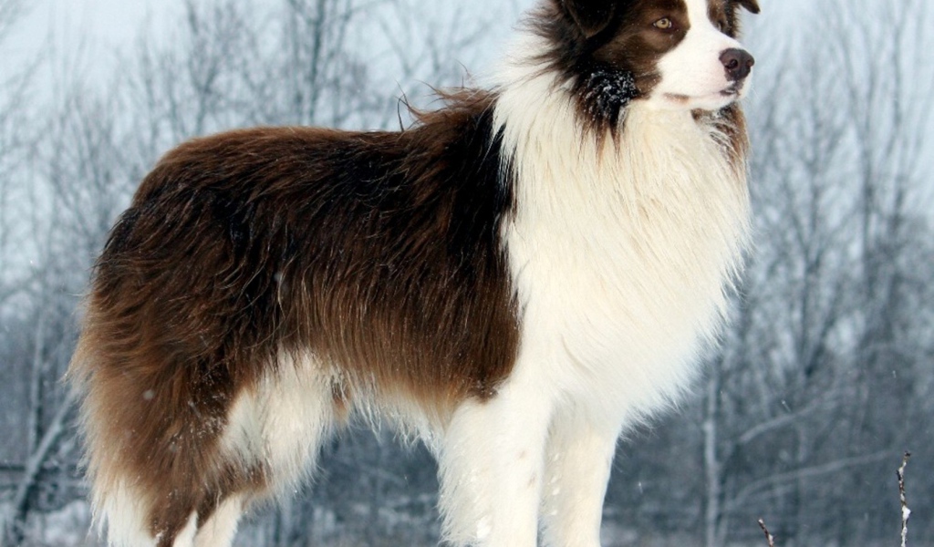 Бордер-колли стоит на сугробе