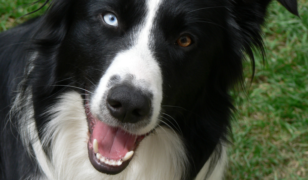 Бордер-колли с разными глазами