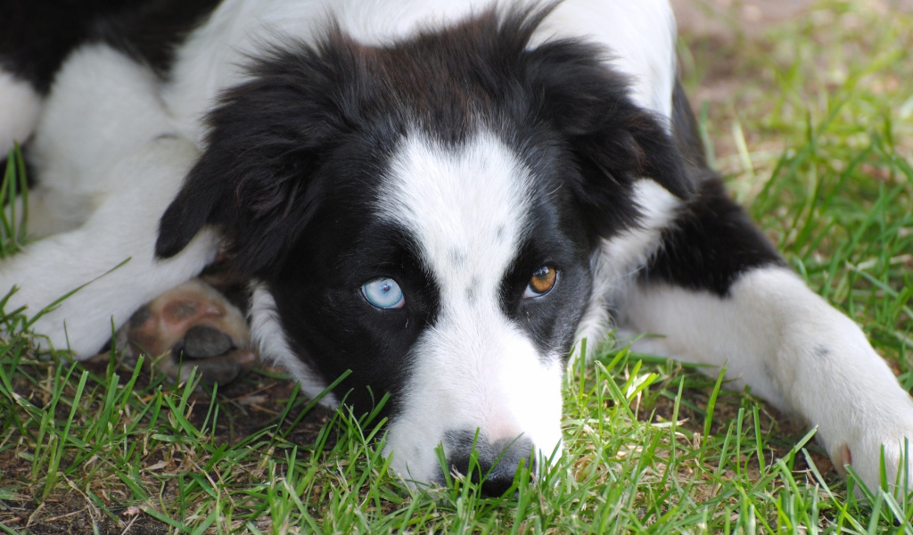 Бордер-колли с разными глазами лежит на траве