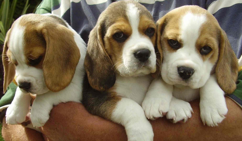 Bouquet of beagle dogs