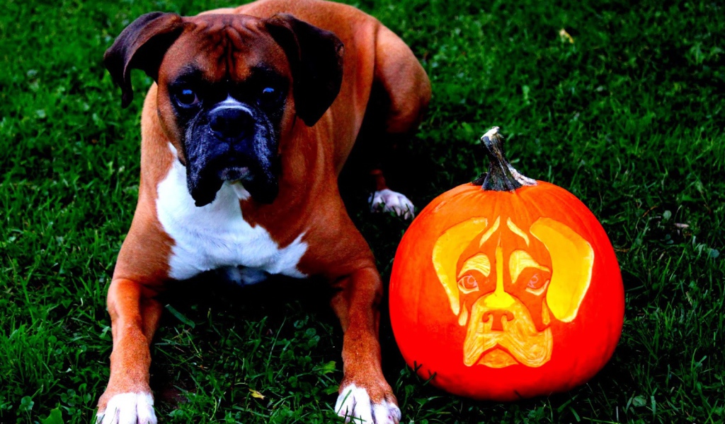 Боксёр и тыква