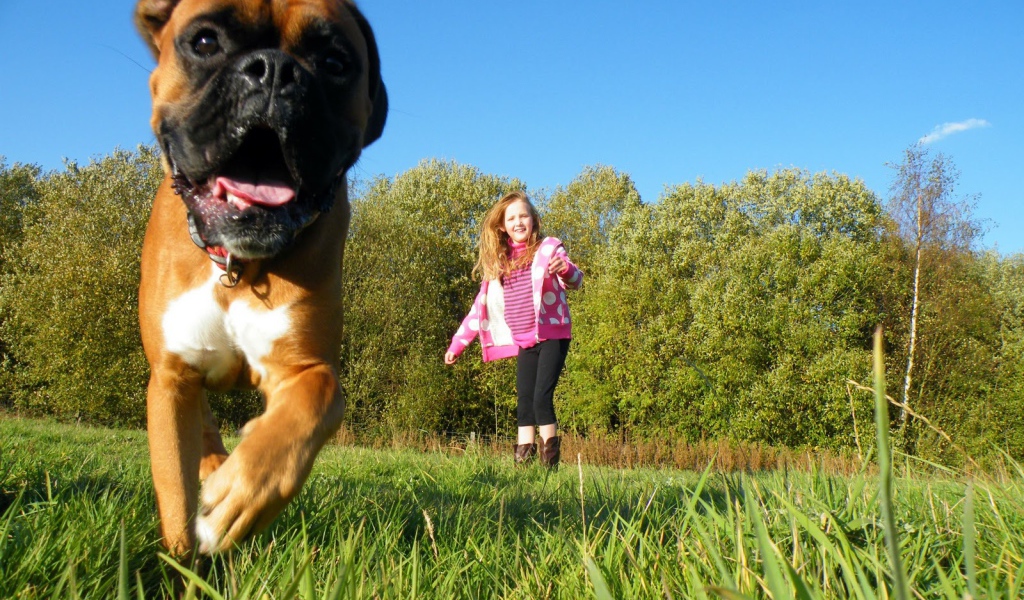 Боксёр убегает от ребёнка