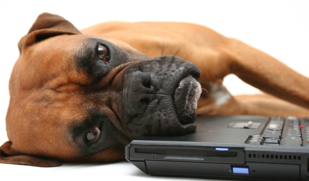 Боксёр положил голову на компьютер
