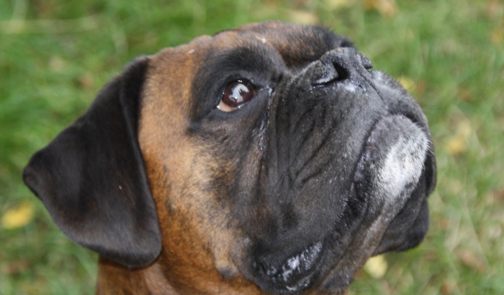 Боксёр смотрит вверх