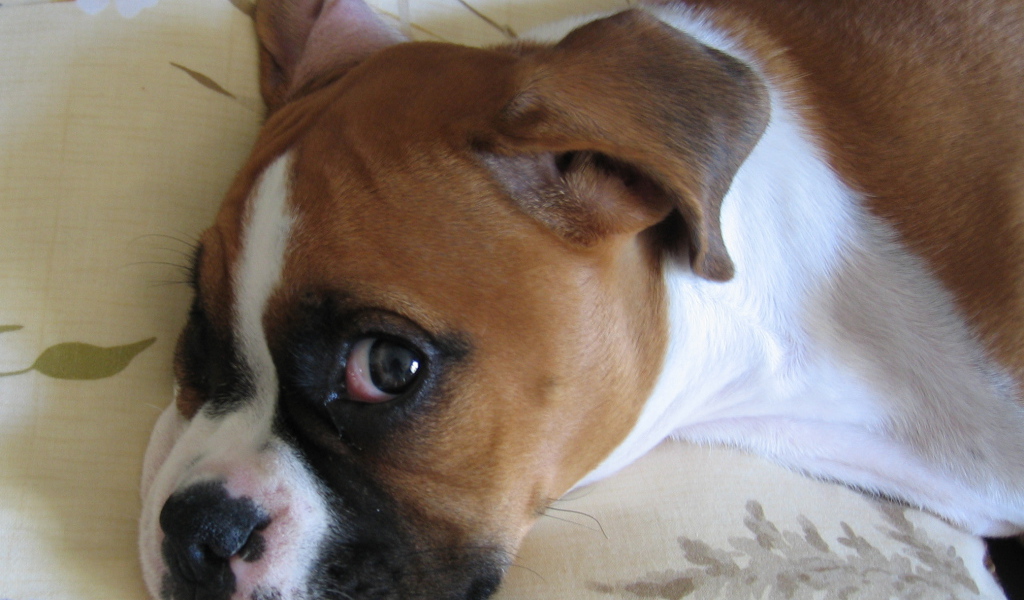 Боксёр смотрит одним глазом на фотографа