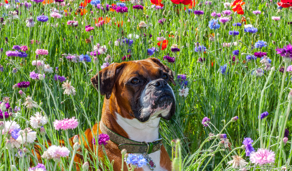 Боксёр на цветочном поле