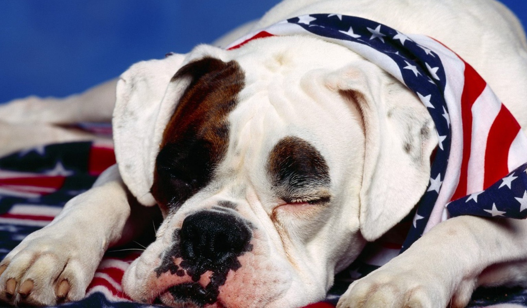 Боксёр патриот