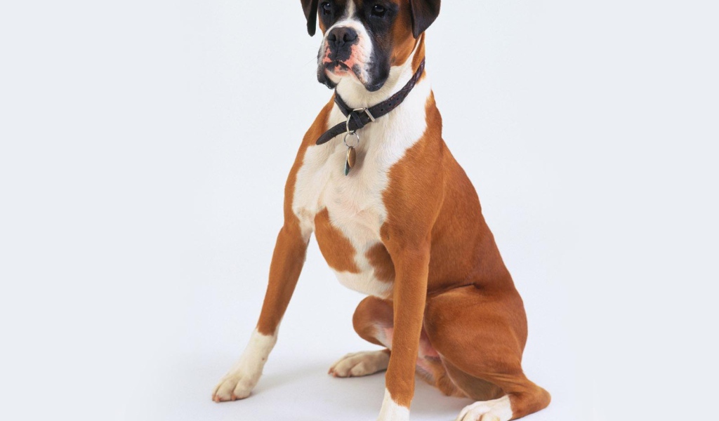 Боксёр позирует на белом фоне