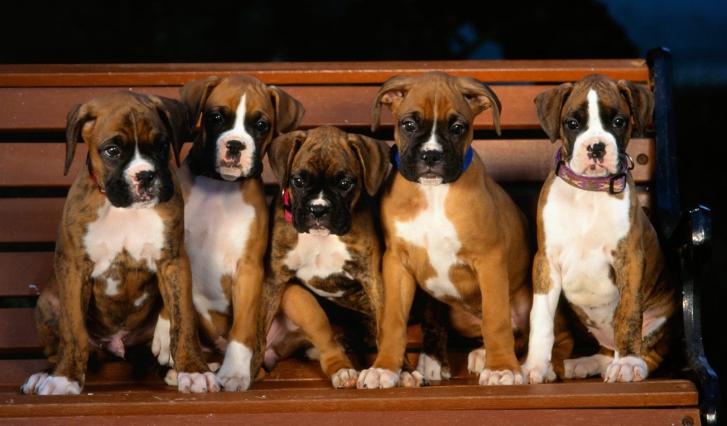 Щенки боксёра на скамейке