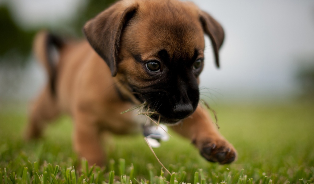 Щенок боксёра первый раз на улице