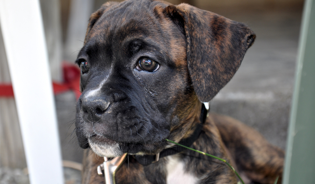 Щенок боксёра смотрит вдаль