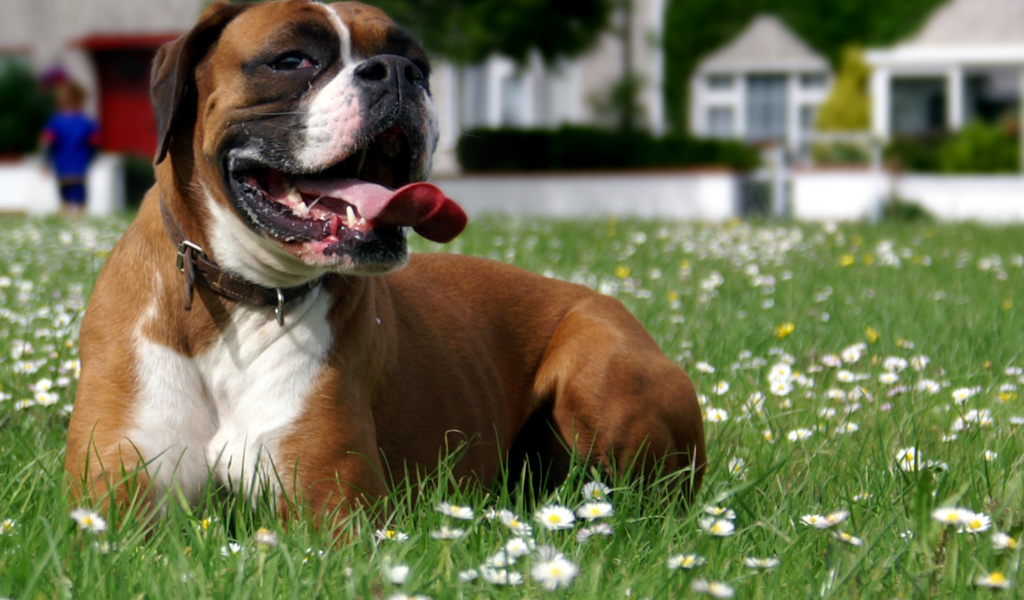 Боксёр отдыхает на траве