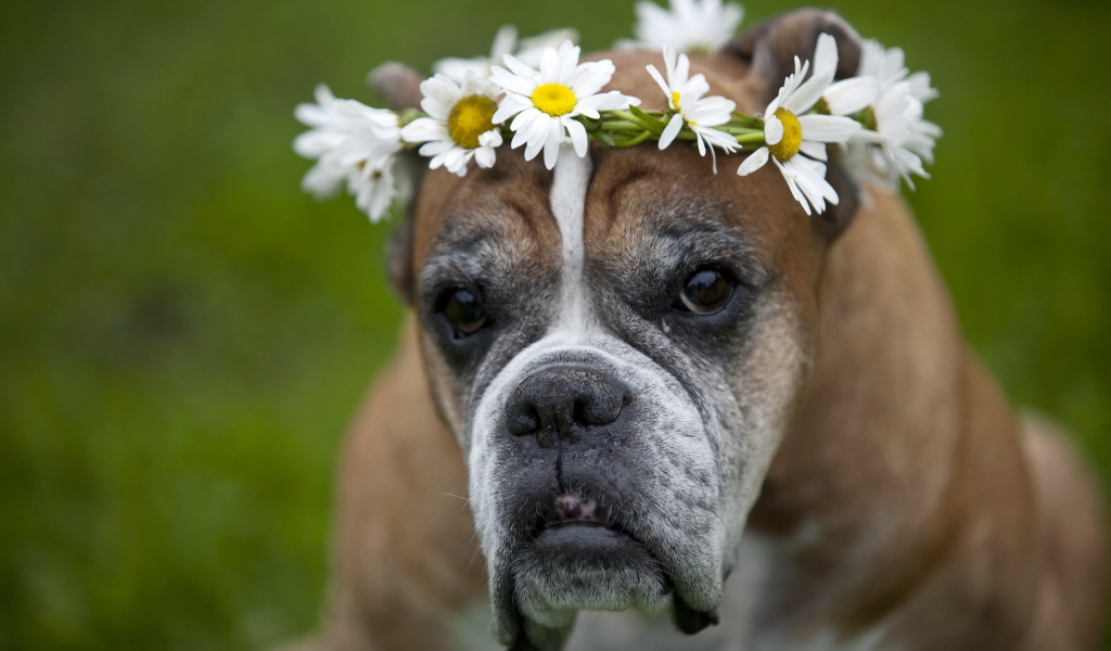 Боксёр с венком на голове
