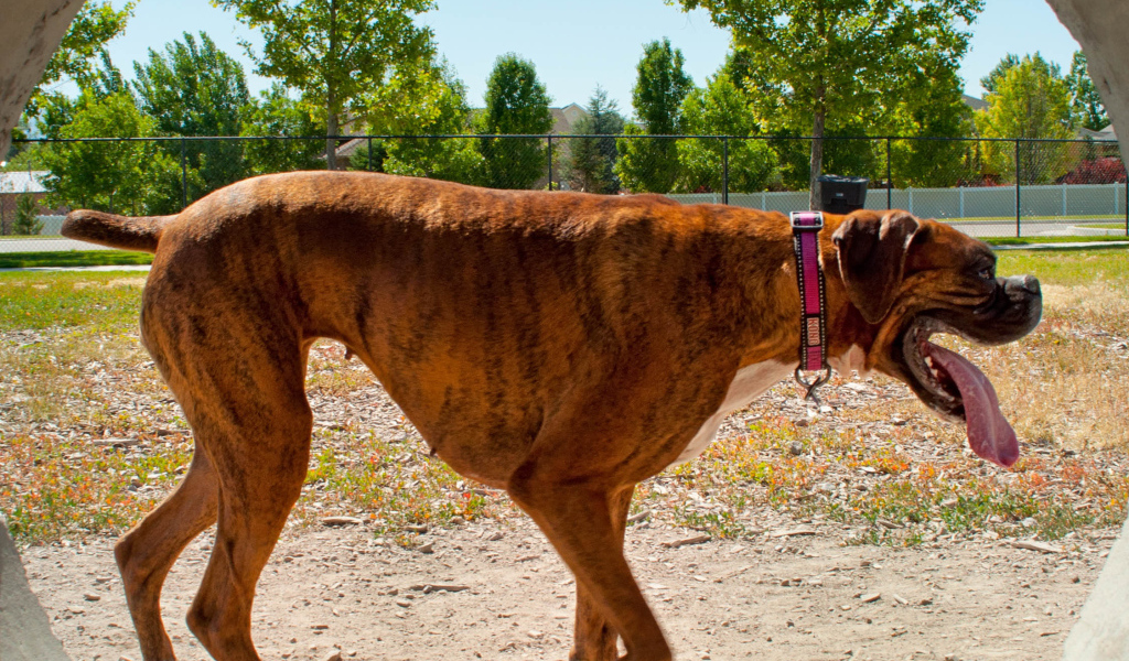 Боксер с длинным языком