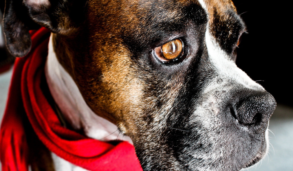 Боксёр с платком на шее