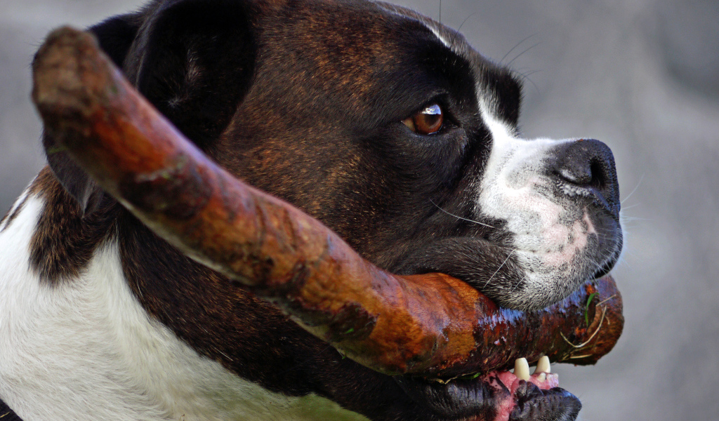 Боксёр с палкой в зубах