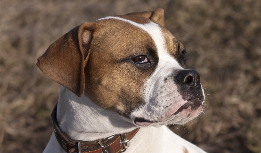 Боксёр с безразличным взглядом