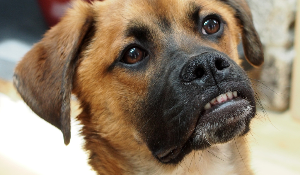 Боксёр с смешной мордой