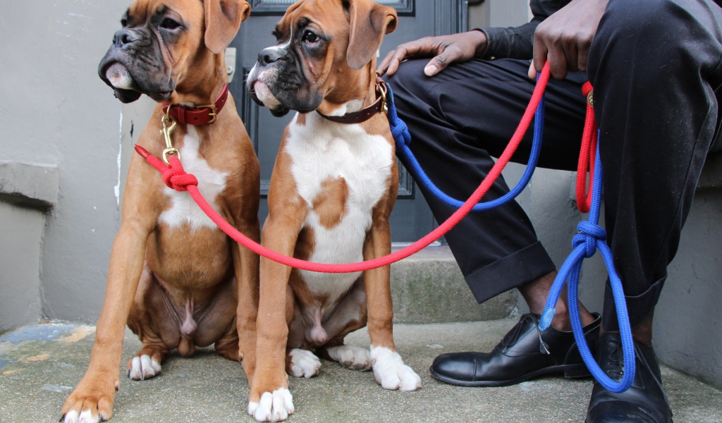 Братья боксёры и их хозяин