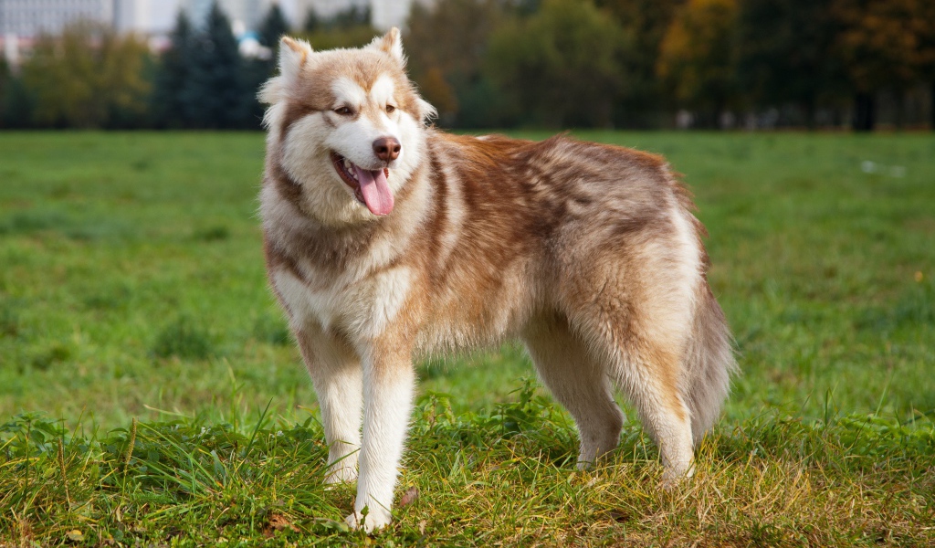 Коричневый аляскинский маламут на траве