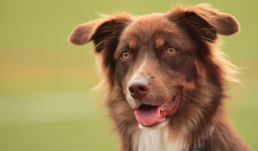 Коричневая австралийская овчарка засмотрелась