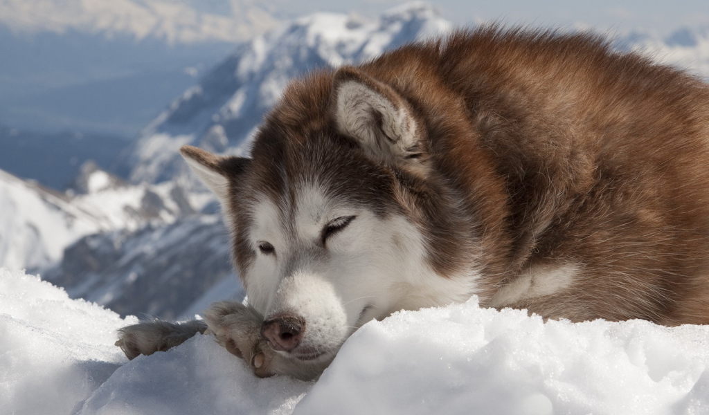 Коричневый Сибирский хаски