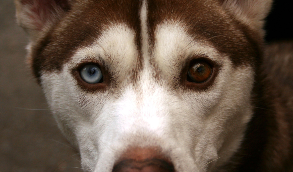 Коричневый Сибирский хаски крупным планом