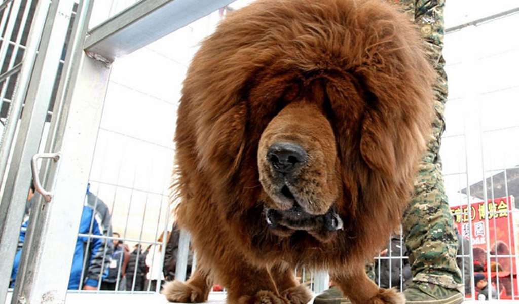 Коричневый Тибетский мастиф