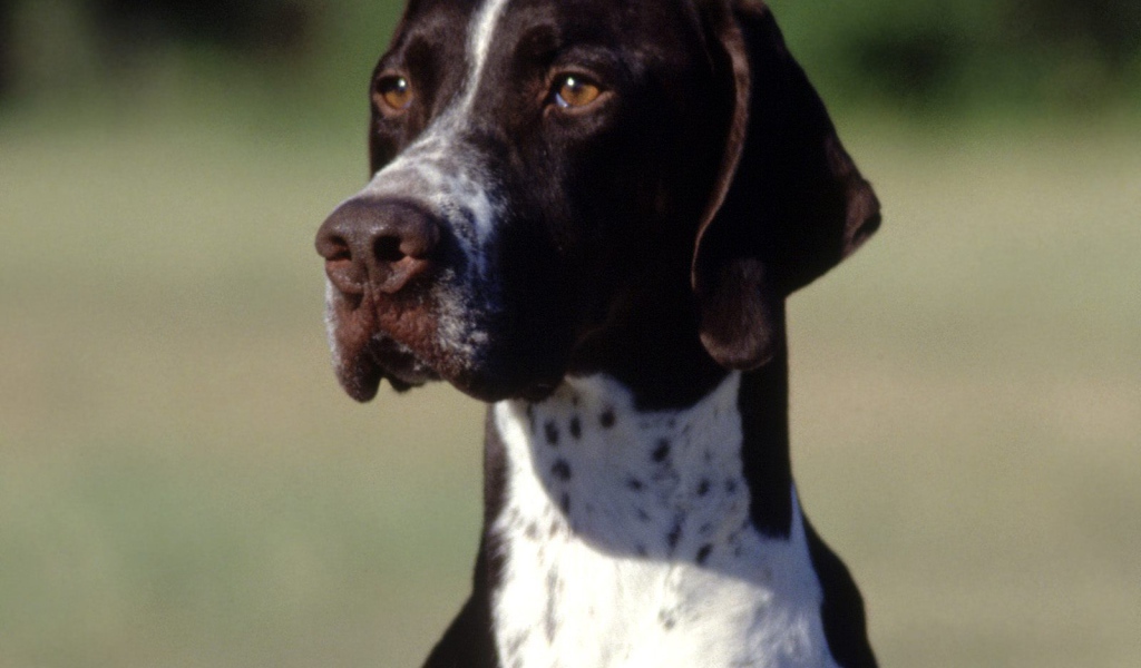 Коричнево-белый Пойнтер