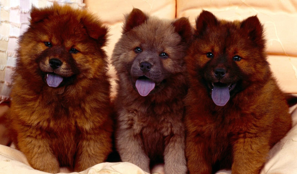 Коричневыйе щенки чау-чау