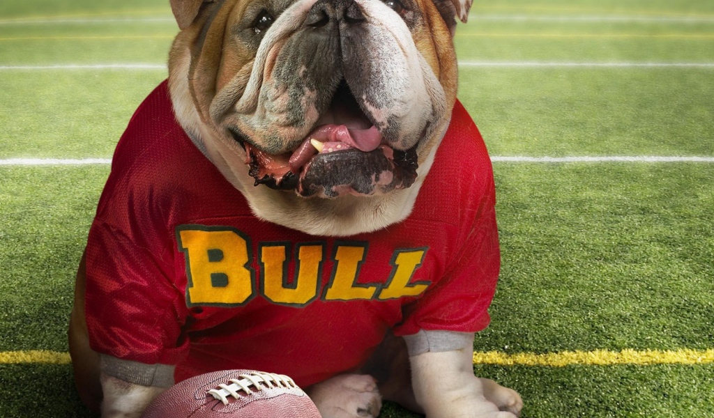 Бульдог в спортивной одежде