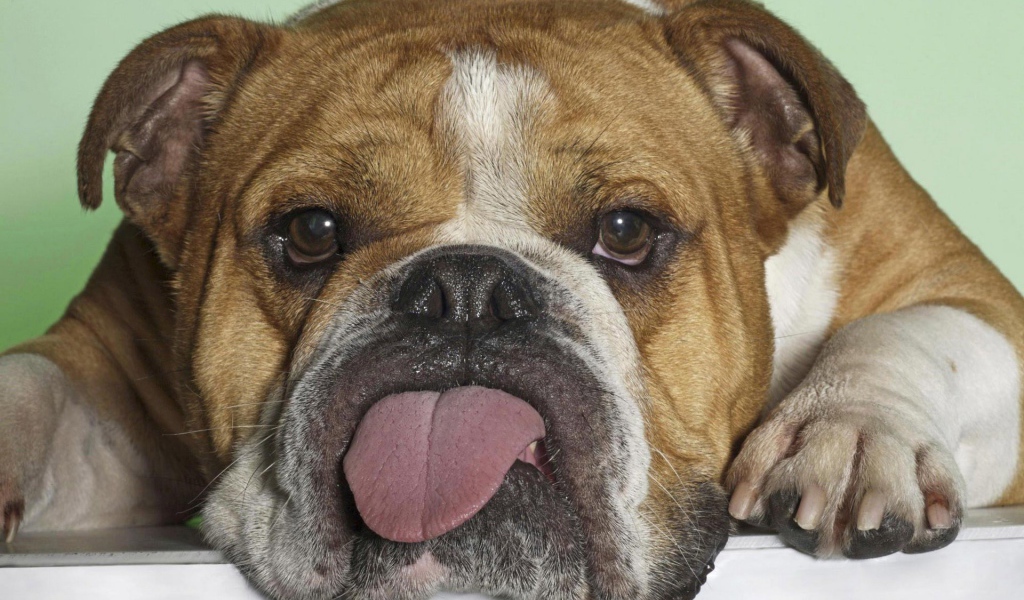 Бульдог показывает язык