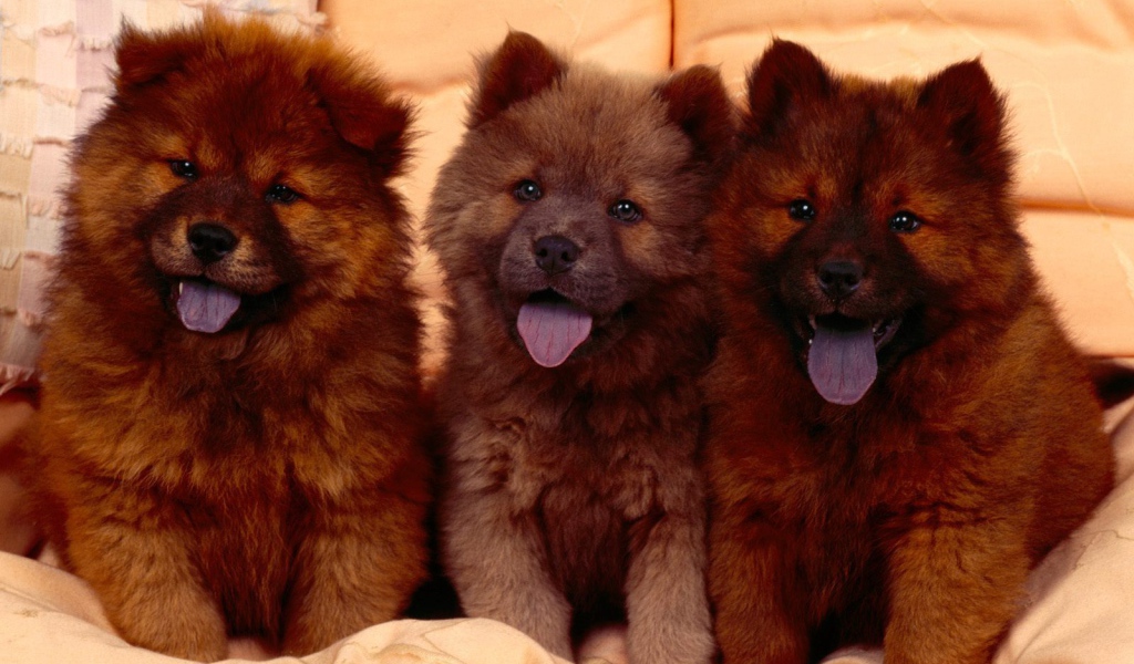 Щенки Кавказской овчарки