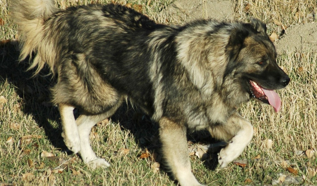 Кавказская овчарка на прогулке