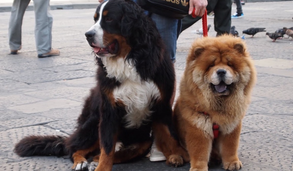 Chow-Chow and his friend